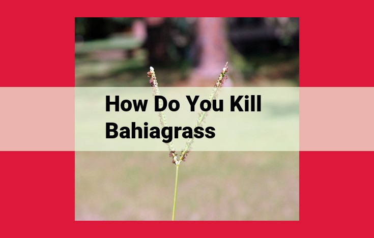 Bahiagrass Control: A Comprehensive Guide to Eliminate Unwanted Growth