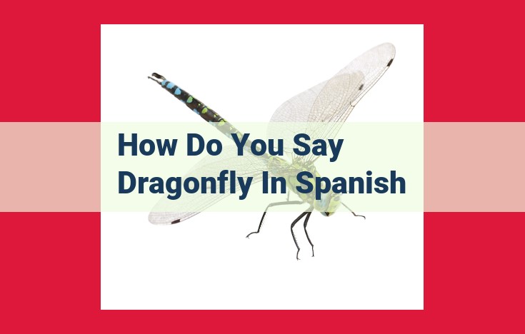 Unveiling the Enchanting World of Dragonflies: Etymology and Folklore in Spanish