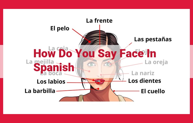 Understanding Spanish Terms for "Face": Rostro, Cara, Semblante, Faz, and Fisonomía for Search Engine Optimization (SEO)