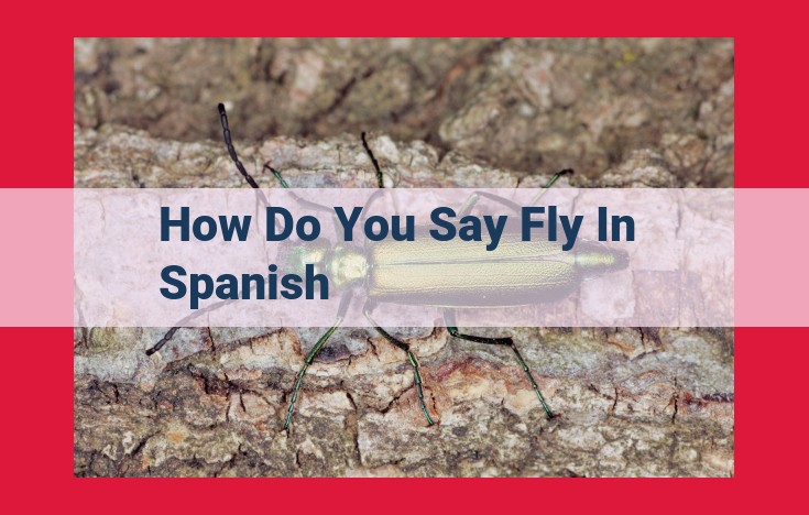 Conjugating "Volar": Essential Guide to Translating "Fly" in Spanish