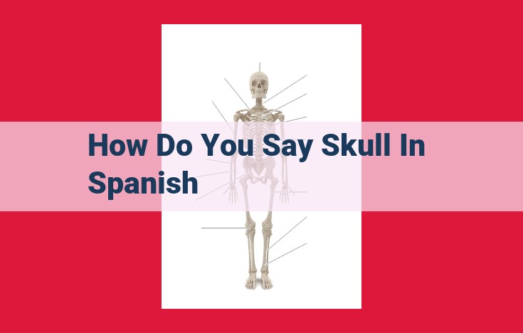 Translate "Skull" to Spanish: Meaning and Pronunciation (Guía)