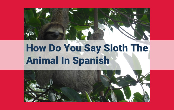 The Sloth: A Comprehensive Guide to the "Perezoso" in the Rainforest