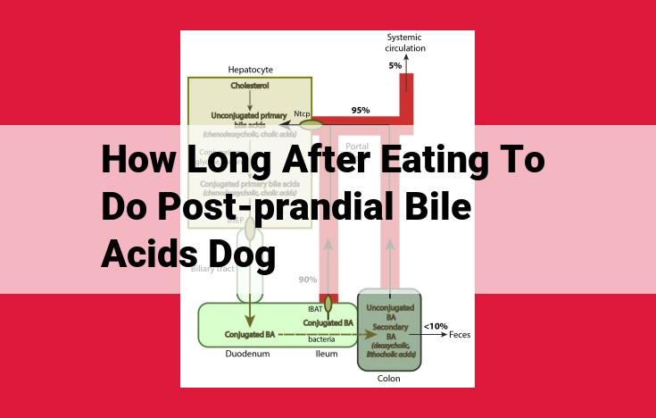 Post-Prandial Bile Acids: Assessing Hepatobiliary Function