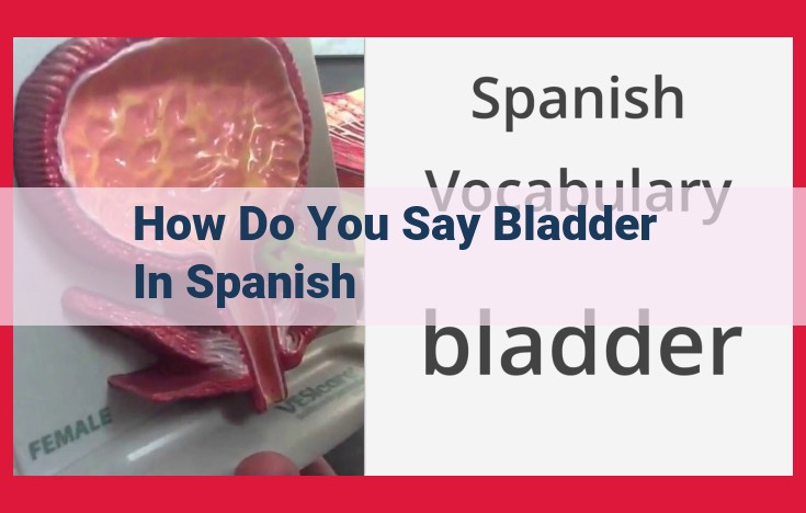 Understanding the Bladder: A Comprehensive Guide to Vejiga (Spanish)