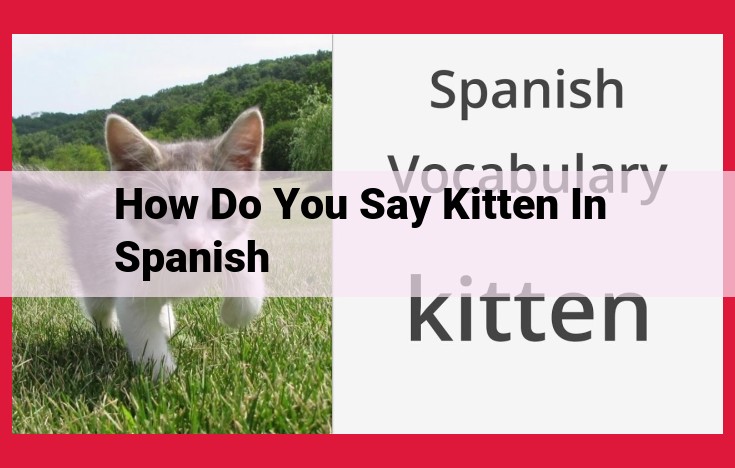 Mastering Spanish: Unlocking the Nuances of "Kitten" (gatito vs. gatita)