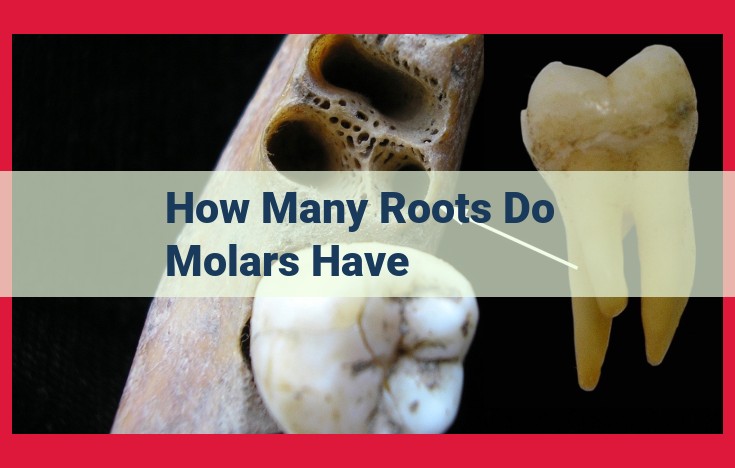 Comprehensive Guide to Molars: Anatomy, Function, and Eruption Timeline