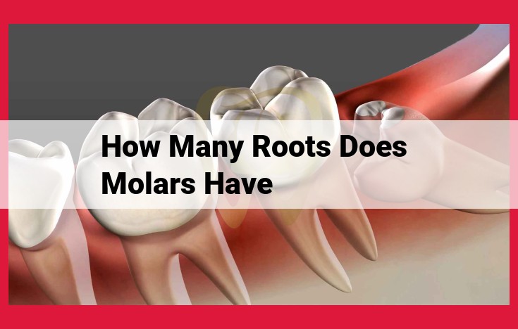 Molars: The Essential Teeth for Crushing and Grinding Food