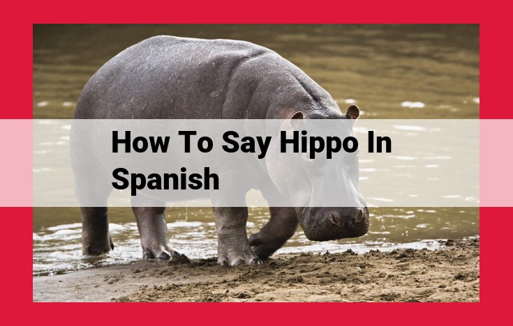 Translate "Hippo" to Spanish: The Definitive Guide