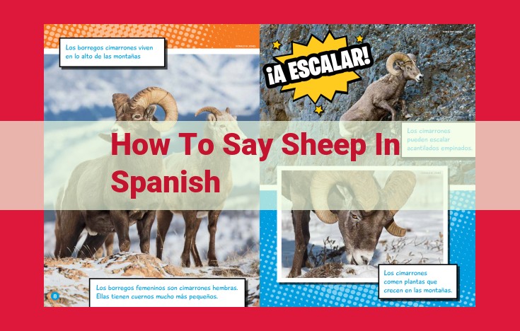 The Comprehensive Guide to Spanish Sheep Vocabulary: From "Oveja" to Cultural Significance